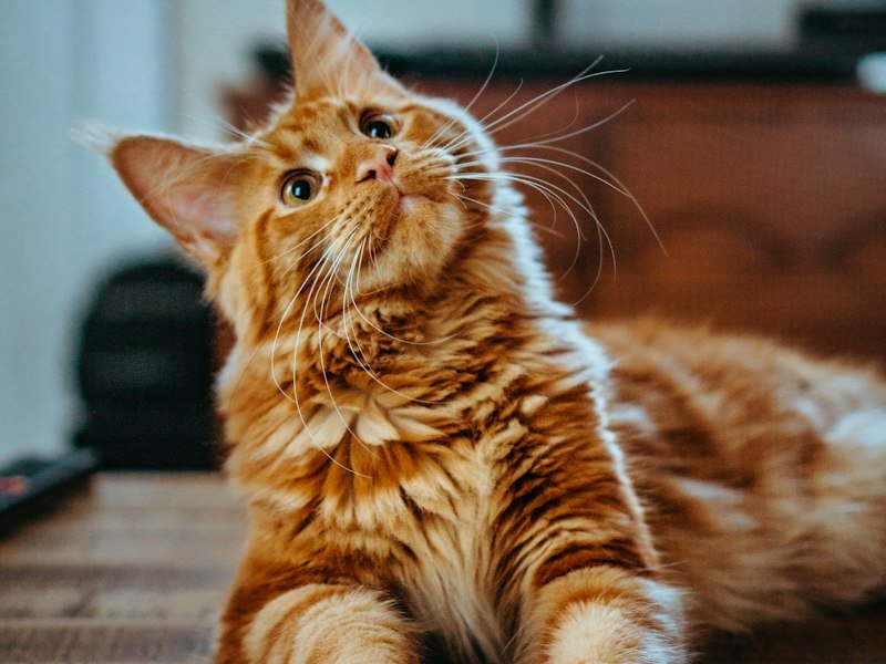 Frisco 72-Inch Cat Tree Review: Multi-Cat Household Stress Test