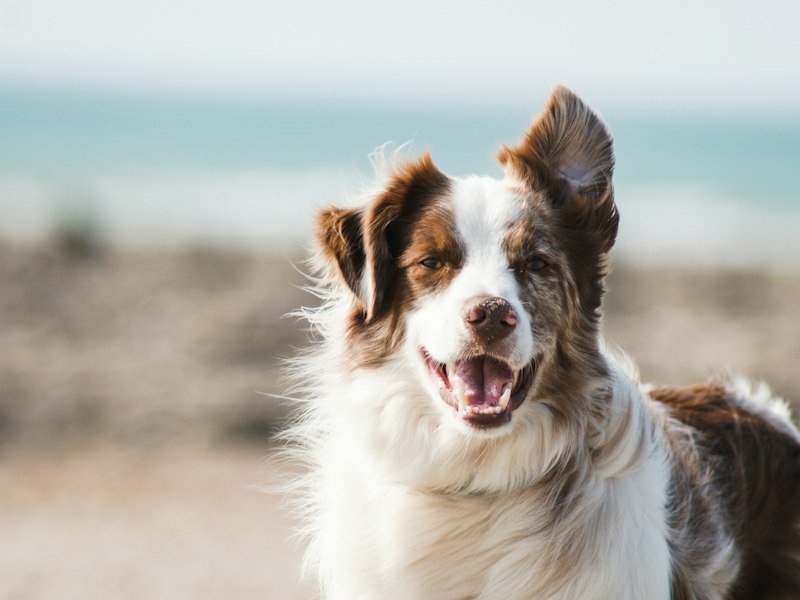 Furbo 360° Dog Camera Review: Worth It for Separation Anxiety?
