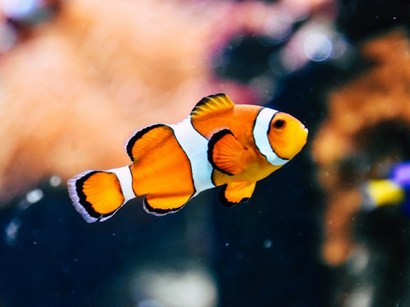 Fluval Flex 15-Gallon Aquarium Review: The All-in-One Tank, Tested