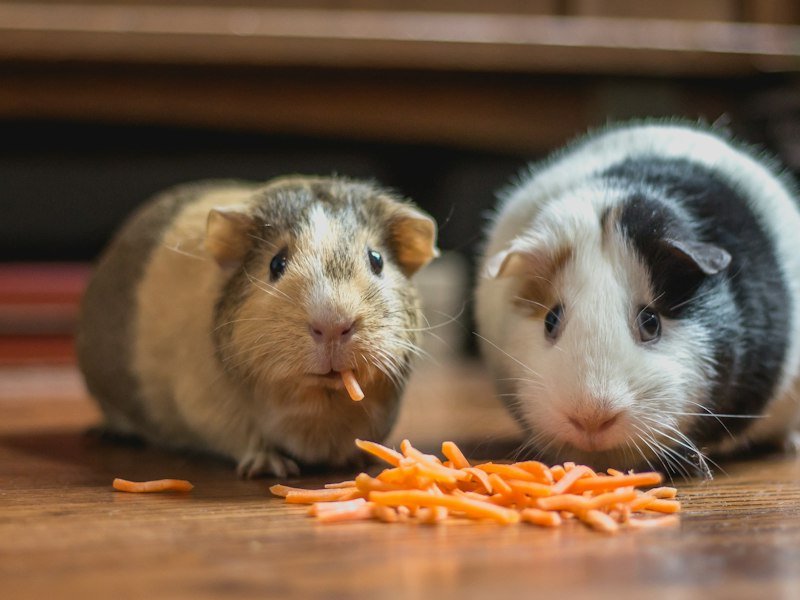 Kaytee Chew Proof Hamster Cage Review